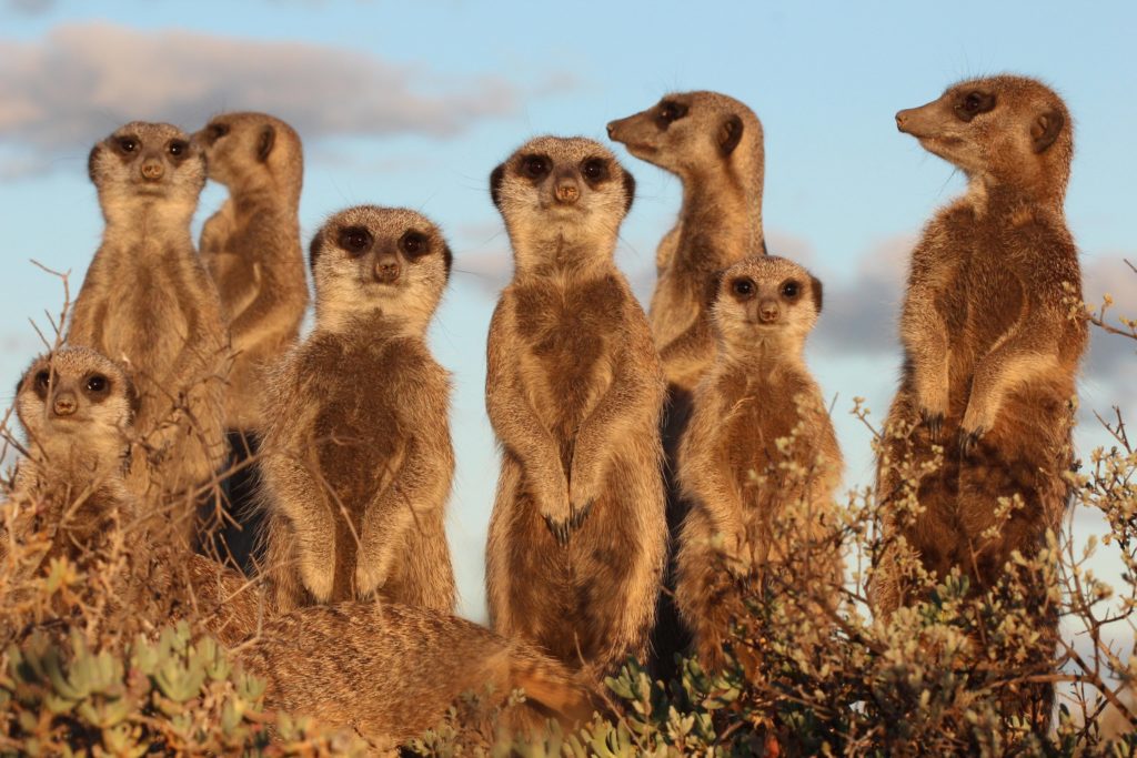 Group of Meerkats in Oudtshoorn