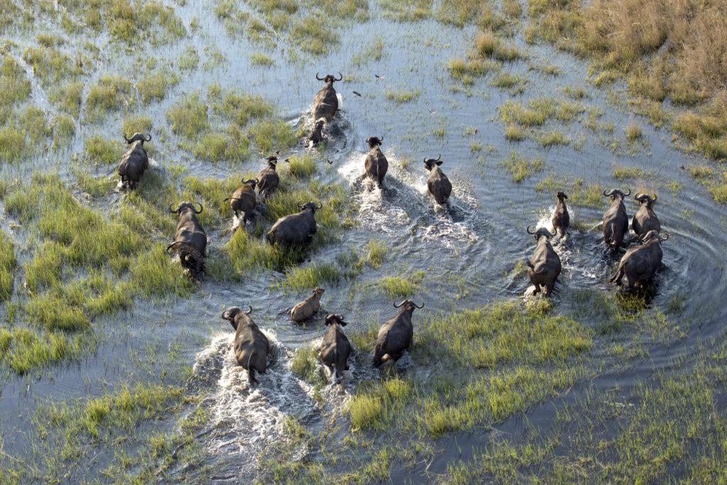 Witness extraordinary Botswana creatures like this buffalo herd in the Okavango Delta when you take a tailor-made holiday with Alfred&.