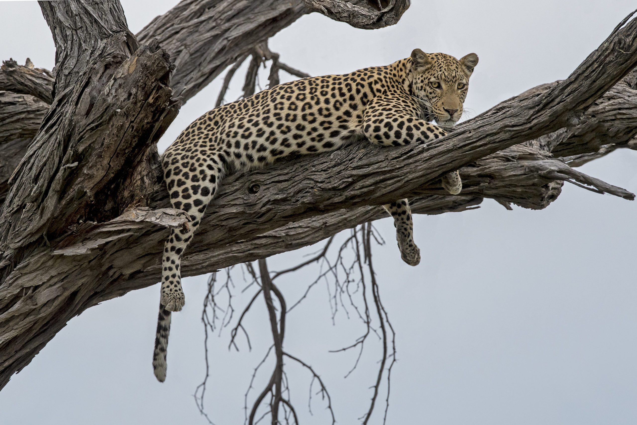 Witness extraordinary Botswana creatures like this tree-lounging leopard when you take a tailor-made holiday with Alfred&.