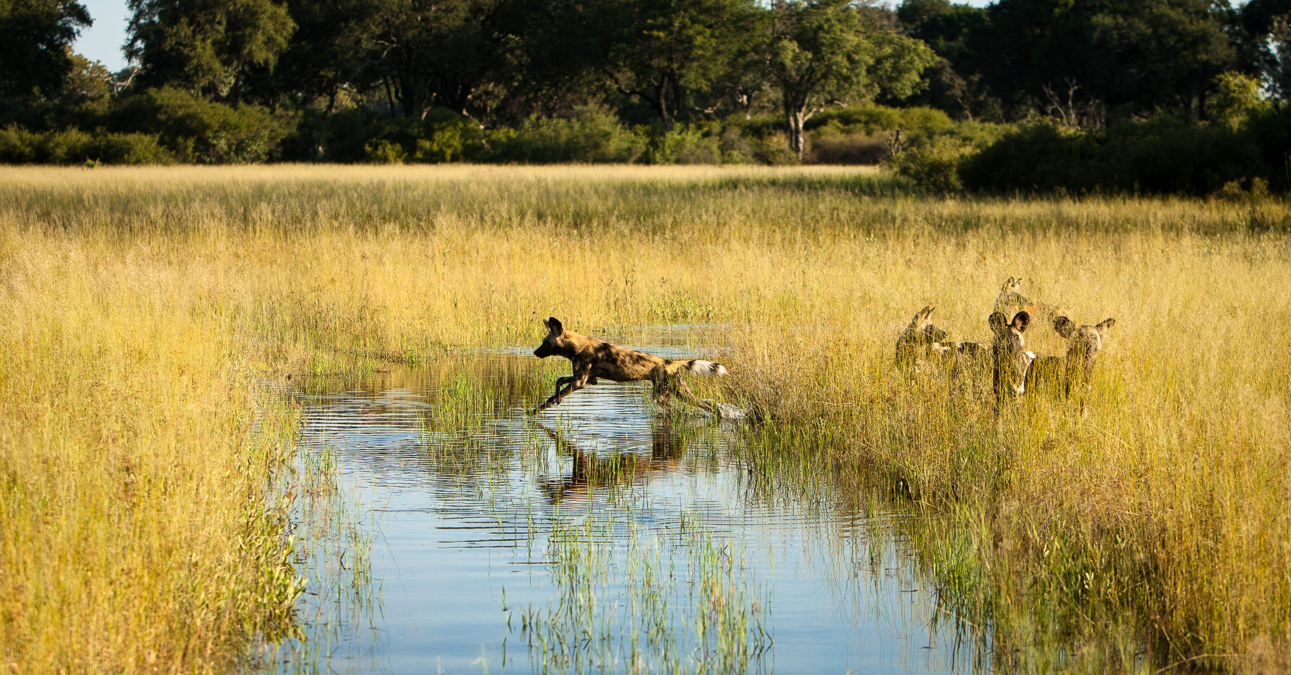 Witness extraordinary Botswana creatures like these wild dog when you take a tailor-made holiday with Alfred&.