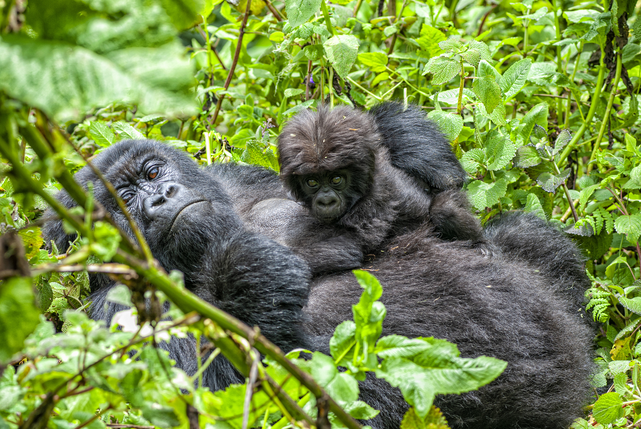 Mother and baby mountain gorilla in Volcanoes National Park, Rwanda