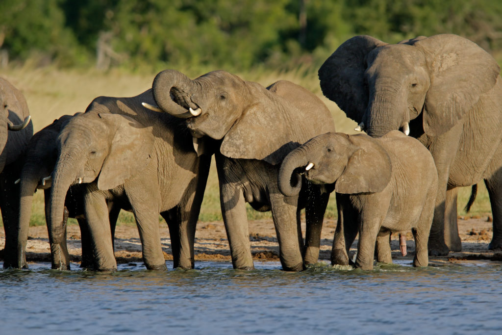African elephants in Hwange NP, Zimbabwe