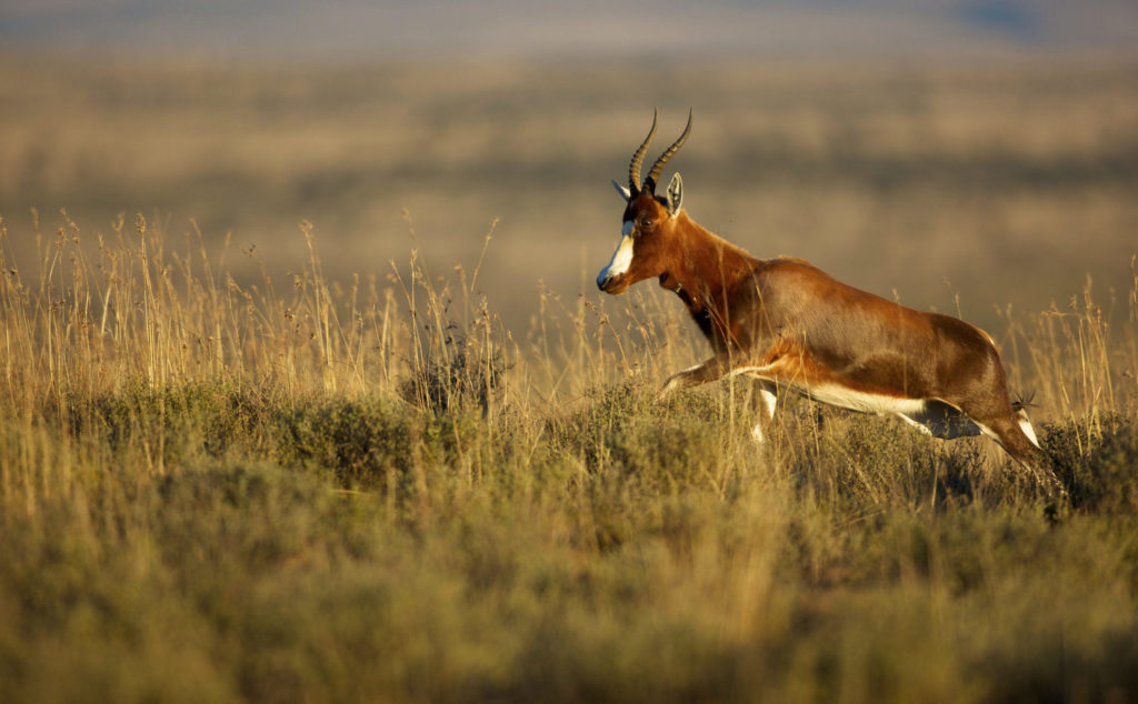 Witness extraordinary South African creatures like this leaping Blesbok when you take a tailor-made holiday with Alfred&.