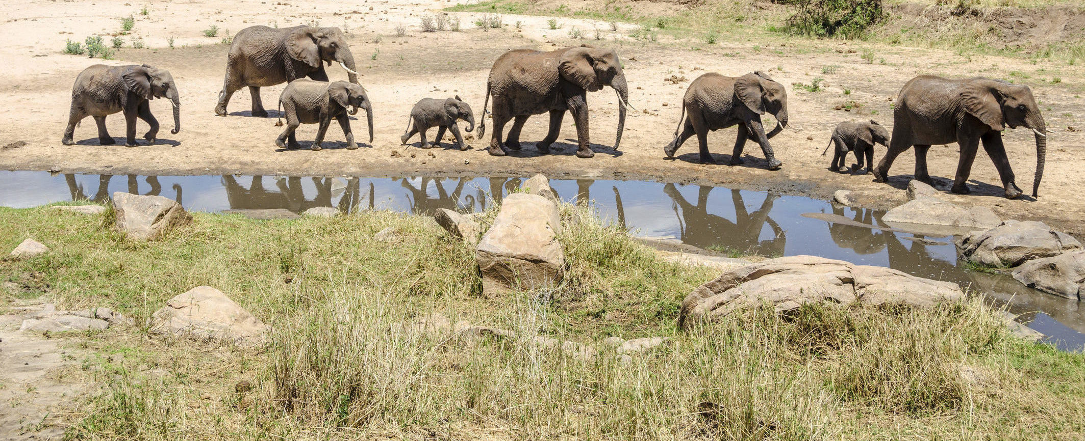 Witness extraordinary Tanzania wildlife like these wild elephant when you take a tailor-made holiday with Alfred&.