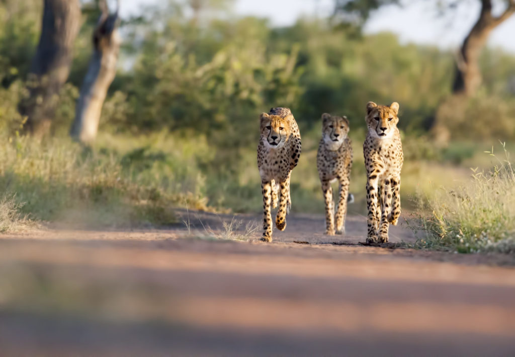 Witness extraordinary South African creatures like these young cheetah when you take a tailor-made holiday with Alfred&.