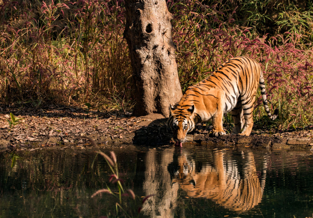 Witness extraordinary Indian wildlife like this wild tigress drinking in Kanha National Park when you take a tailor-made holiday with Alfred&.
