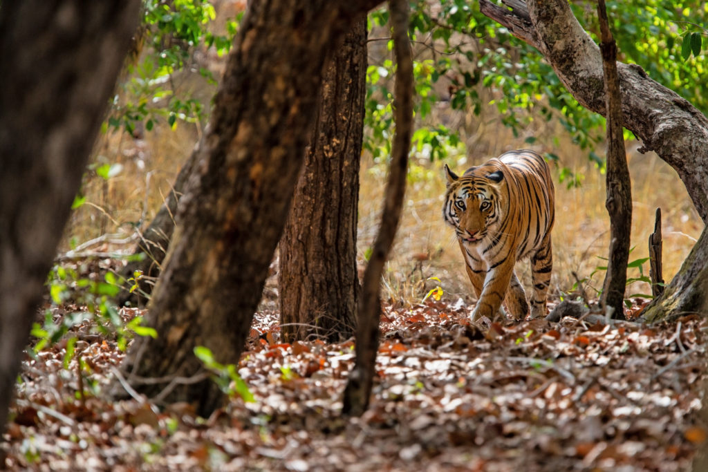 Witness extraordinary Indian wildlife like this wild tiger in Bandhavgarh National Park when you take a tailor-made holiday with Alfred&.