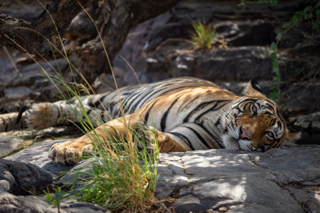 Bengal tiger in nature habitat, Panna national park, India
