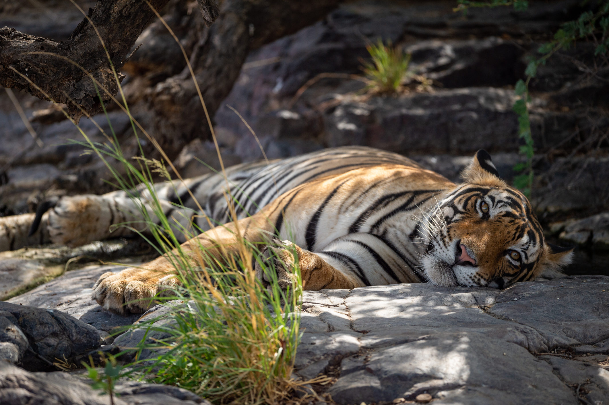 Bengal tiger in Panna national park, India