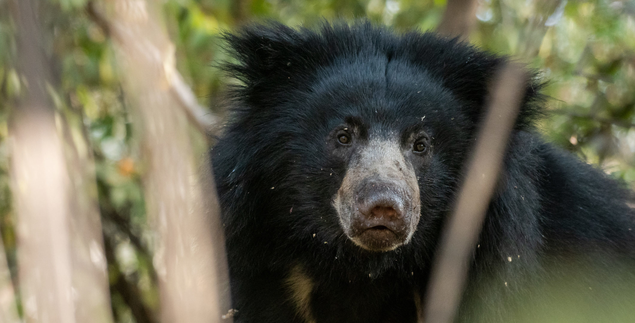 Witness extraordinary Indian wildlife like this wild sloth bear in Pench National Park when you take a tailor-made holiday with Alfred&.