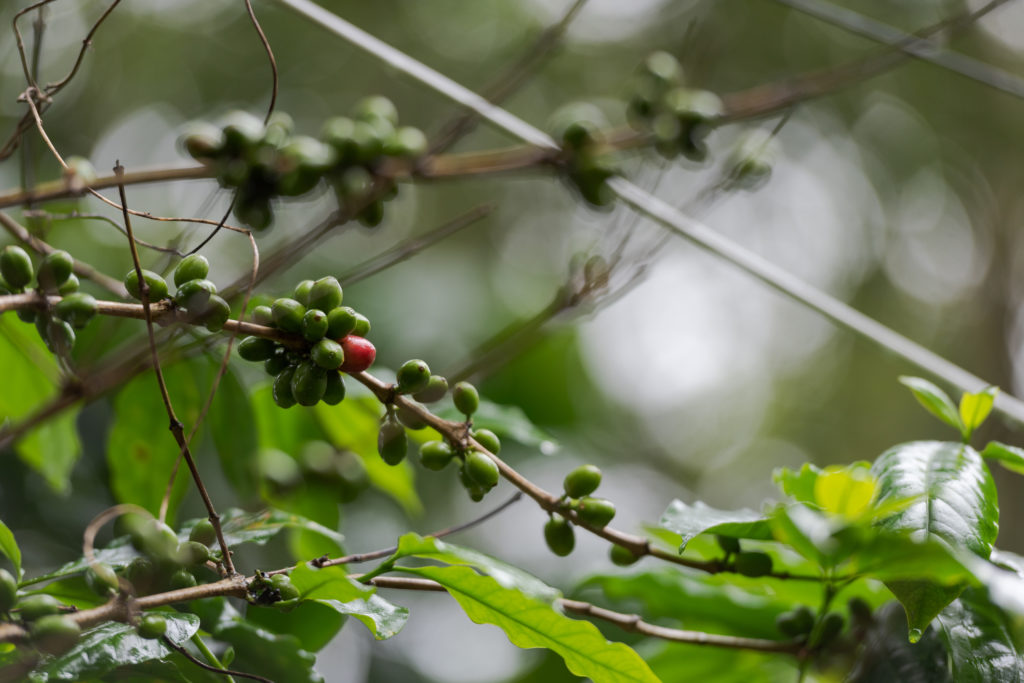 Coffee beans hanging on a coffee bush in Thekkady, India