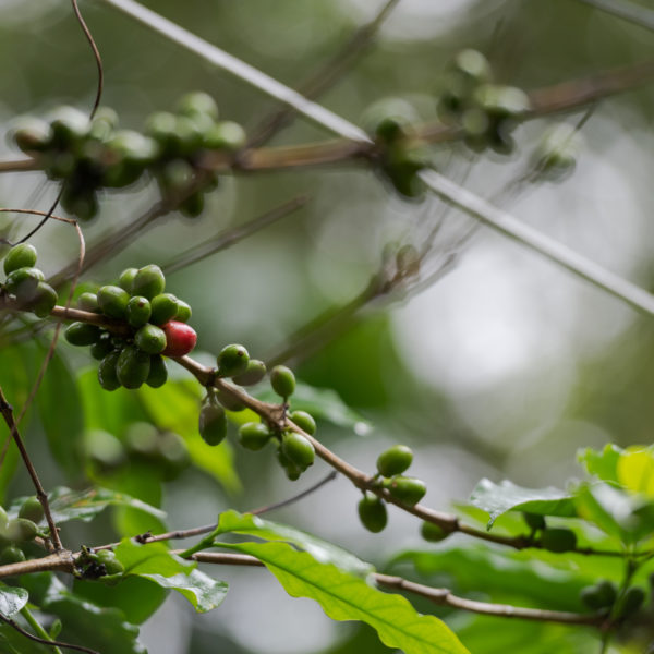 Coffee beans hanging on a coffee bush in Thekkady, India
