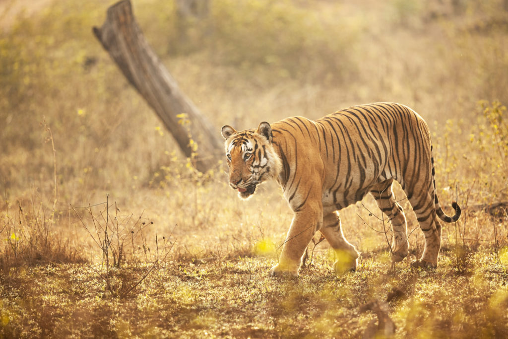 A tiger in the jungles of Bandipur, Karnataka, India