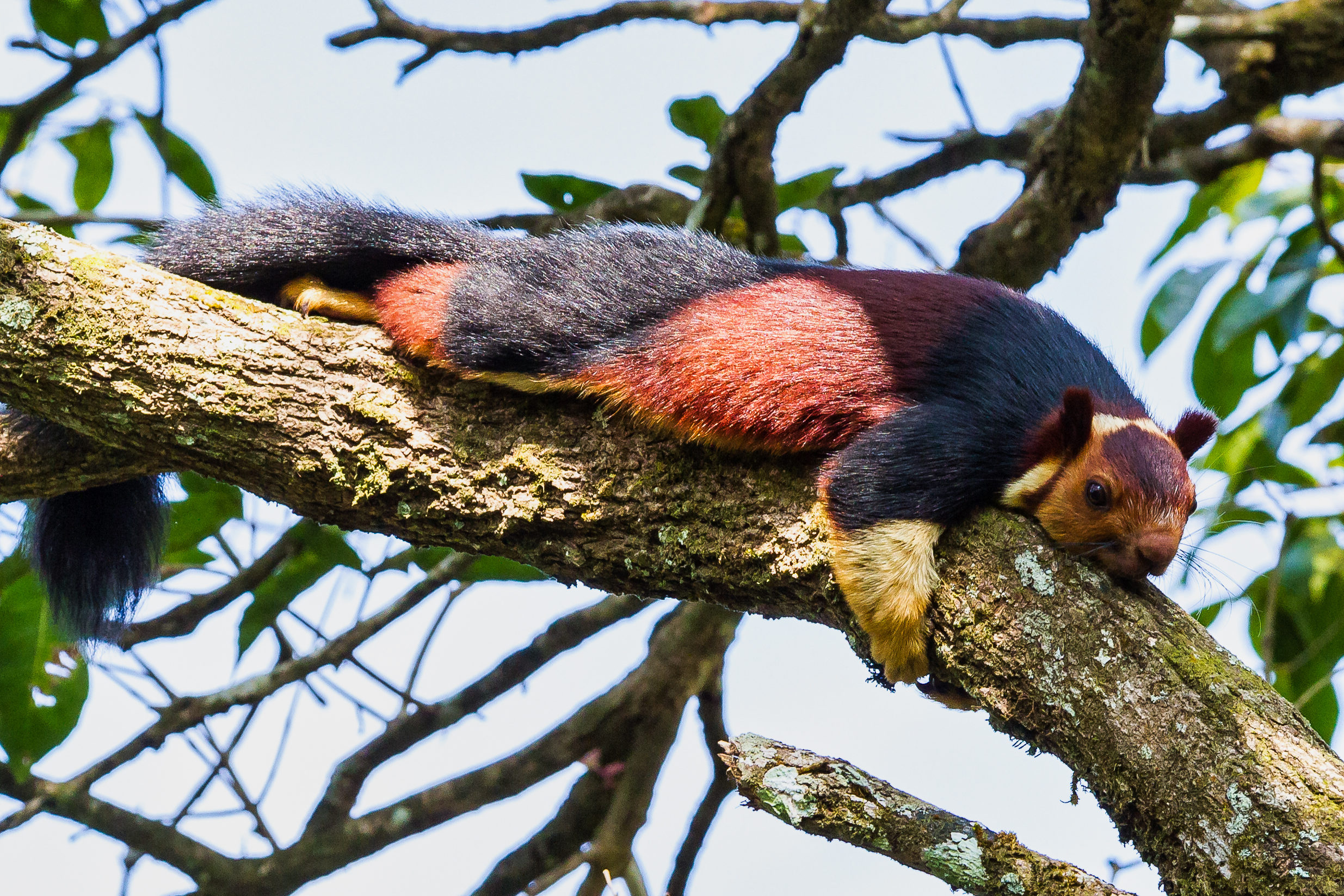 Witness extraordinary Indian wildlife like this Malabar giant squirrel in Periyar National Park when you take a tailor-made holiday with Alfred&.