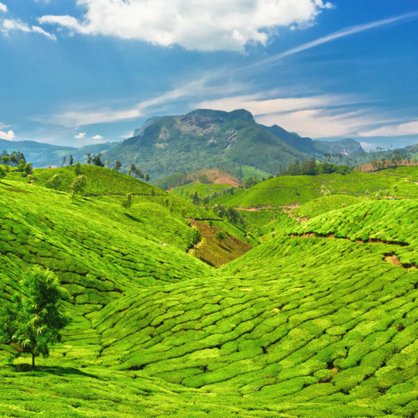 Experience extraordinary Indian landscapes like these emerald tea fields in Munnar when you take a tailor-made holiday with Alfred&.