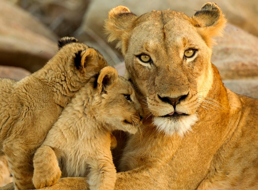 Lioness with cubs, Kruger National Park, South Africa