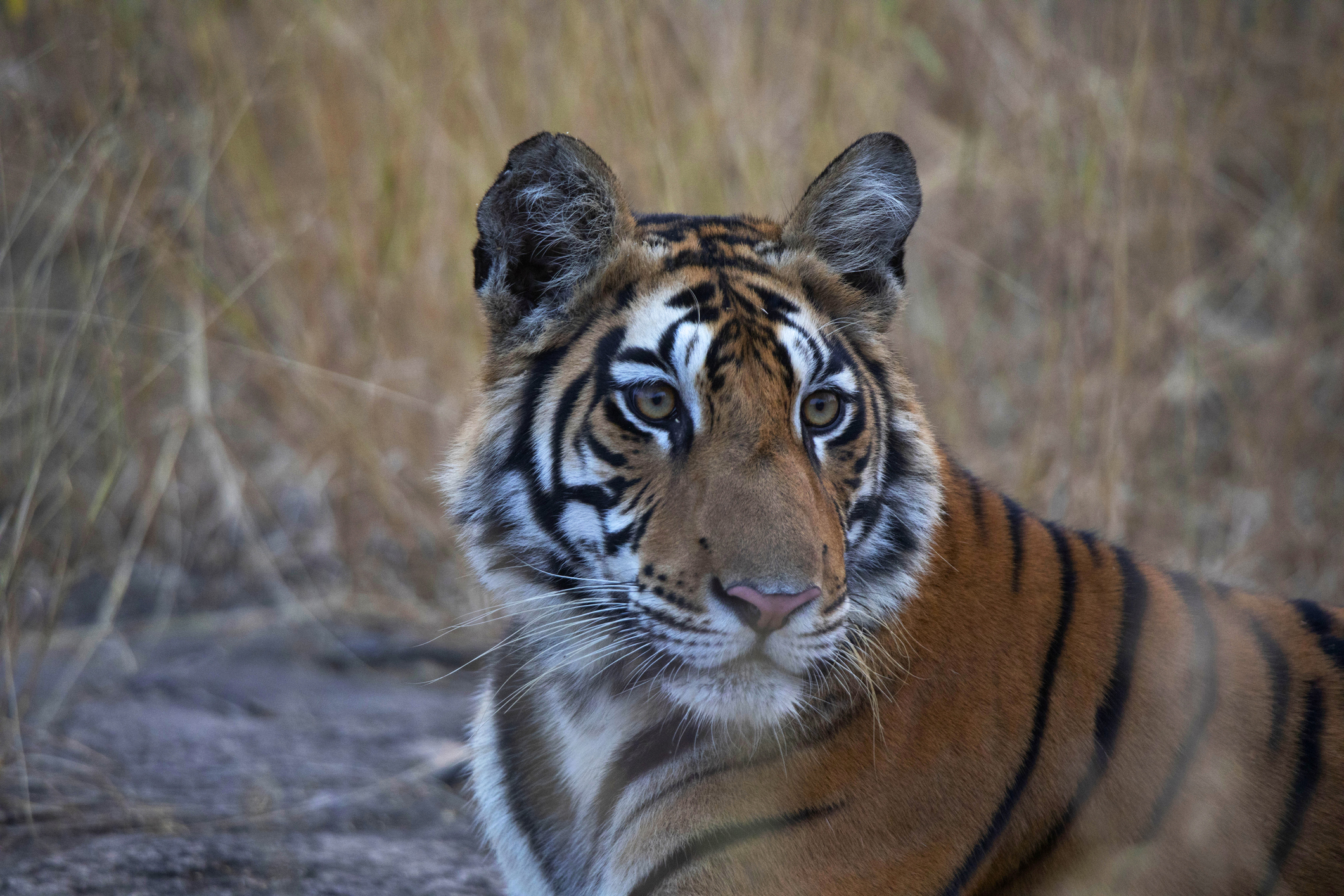 Royal Bengal Tiger. Panna Tiger Reserve, Madhya Pradesh, India