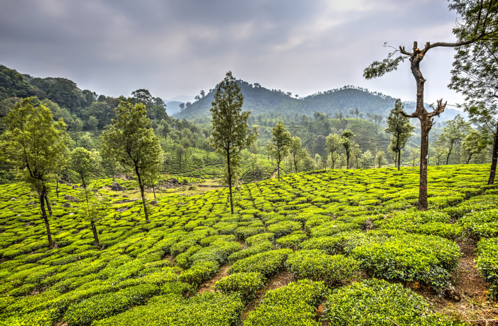 Experience extraordinary Indian landscapes like these verdant tea plantations in Pollachi when you take a tailor-made holiday with Alfred&.