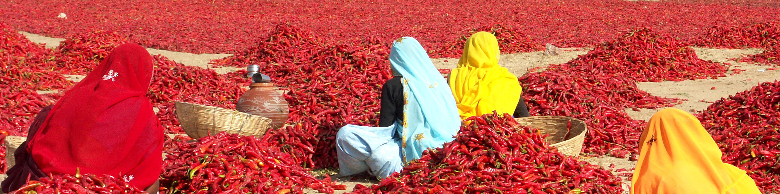 Four women inspecting red chili peppers in Rajasthan,India