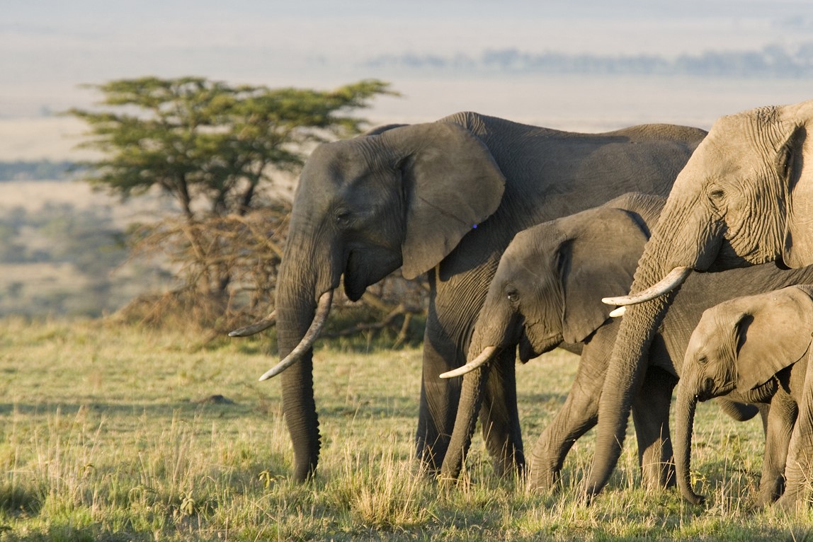 Witness extraordinary wildlife like this herd of elephants when you take a tailor-made holiday with Alfred&.
