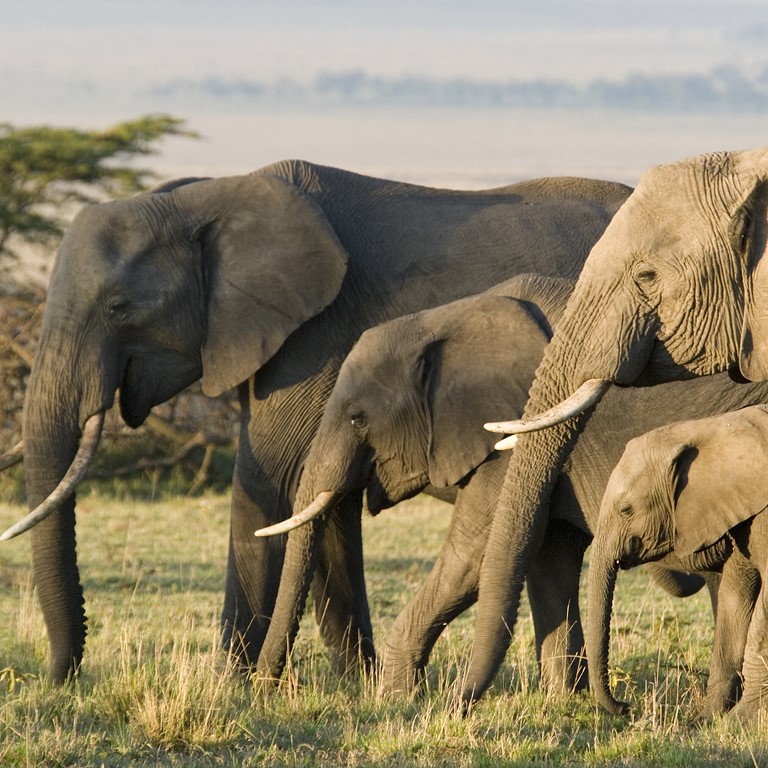 A herd of African elephants