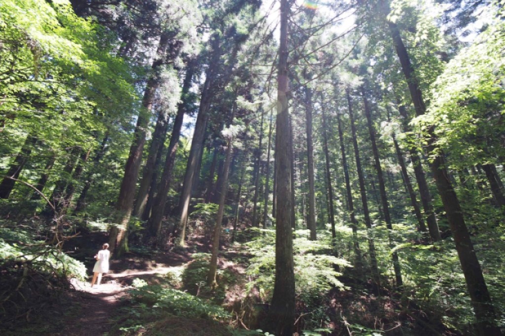 Towering ancient forest in sacred Koyo-San, Japan
