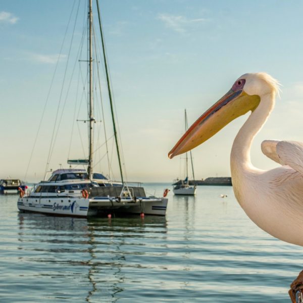 Pelican, Walvis Bay Cruise, Namibia
