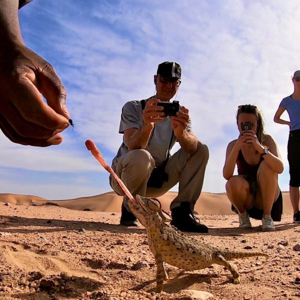 Chameleon on the Living Desert Tour, Namibia