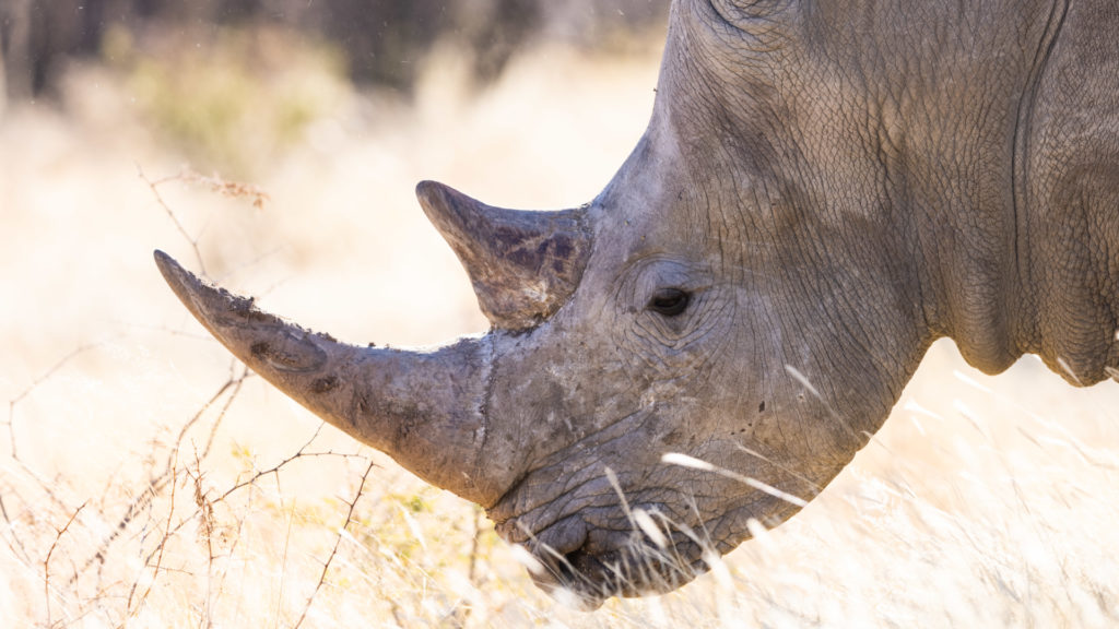 Rhino tracking at Okonjima Nature Reserve