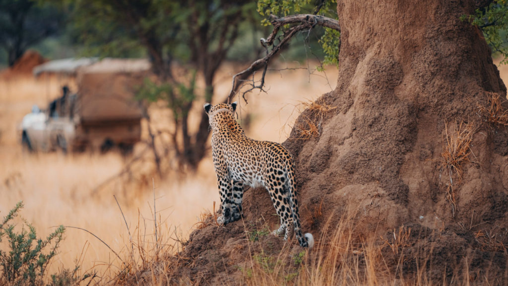 Cheetah at Okonjima Nature Reserve