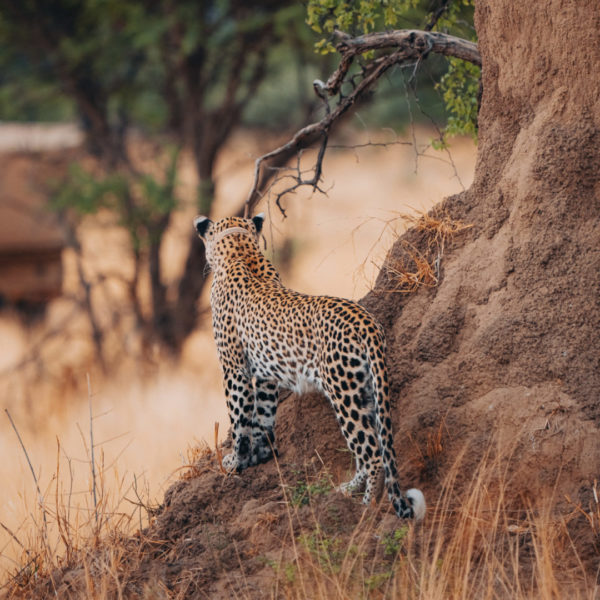 Cheetah at Okonjima Nature Reserve