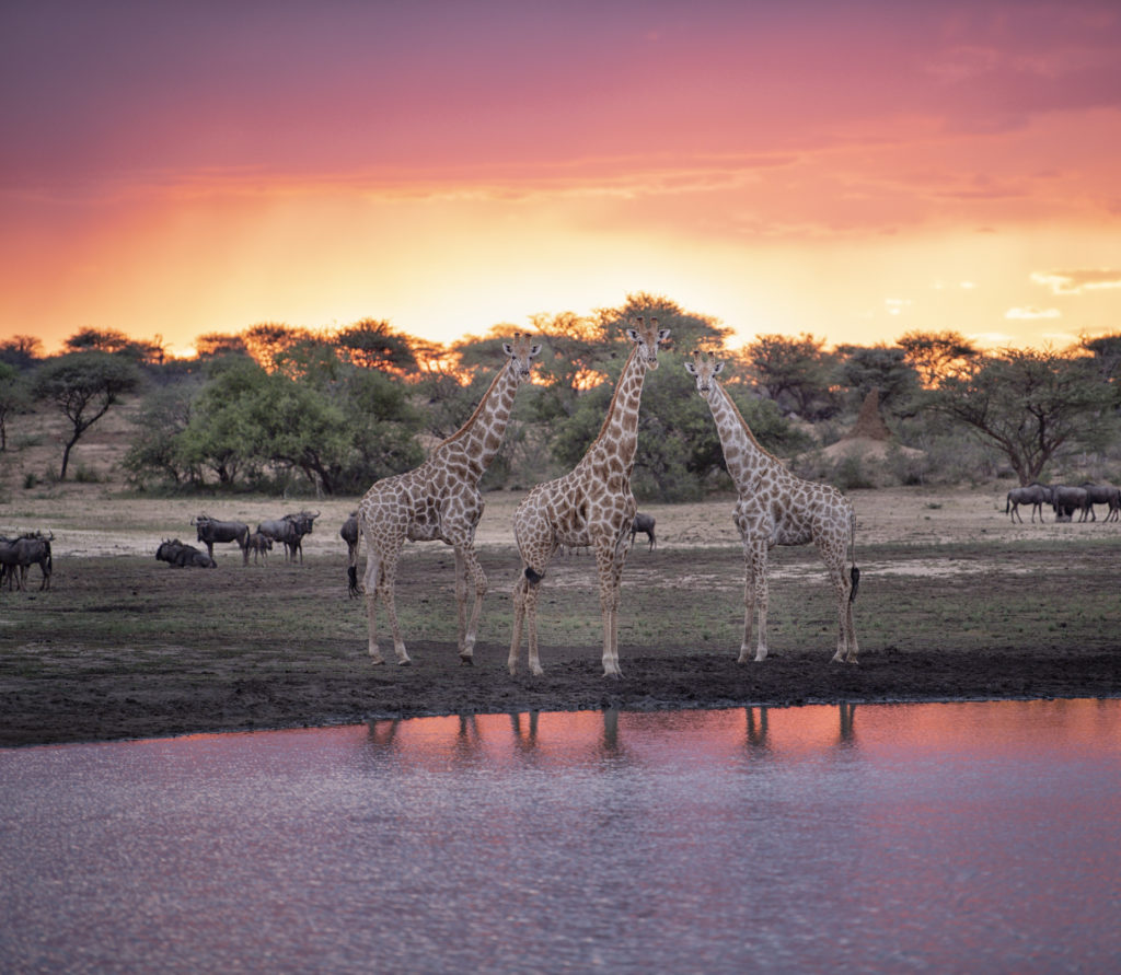 Giraffe at a waterhole in Etosha National Park.