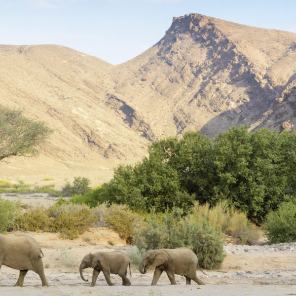 Desert adapted elephants in Damaraland, Namibia