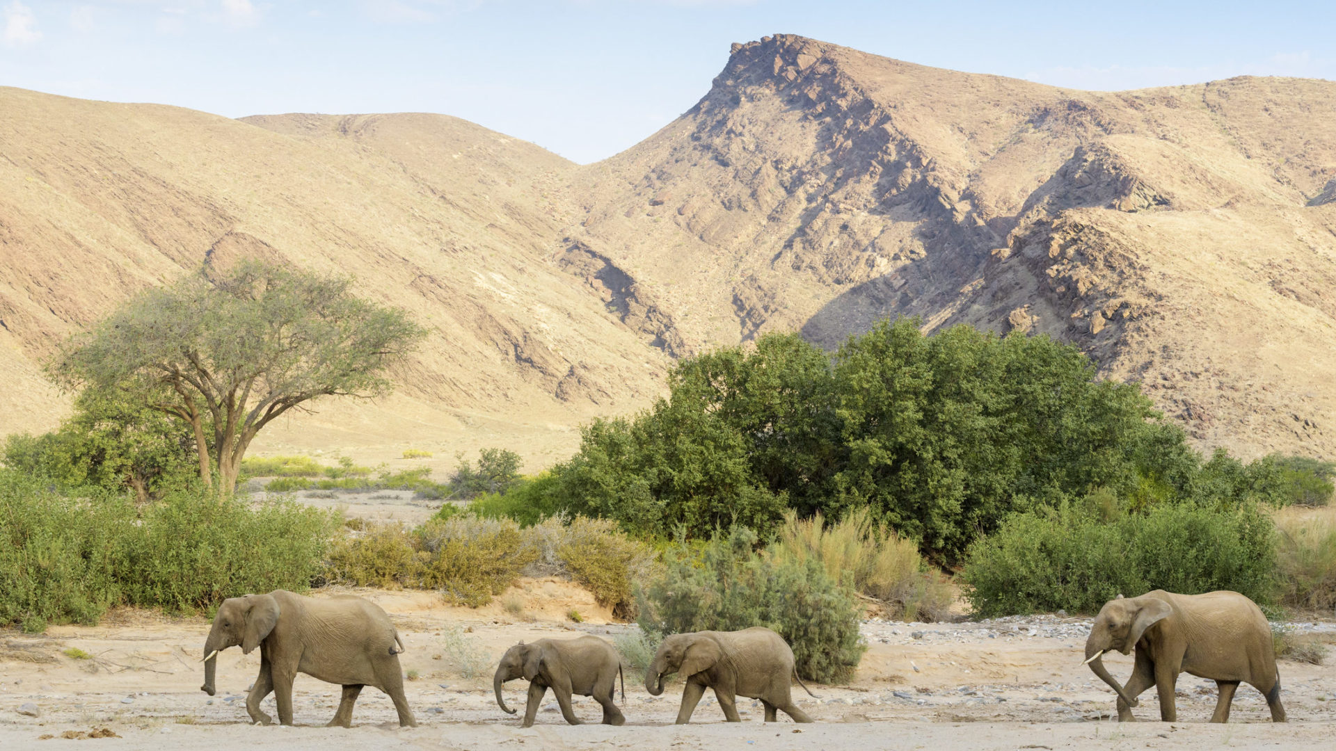 Desert adapted elephants in Damaraland, Namibia