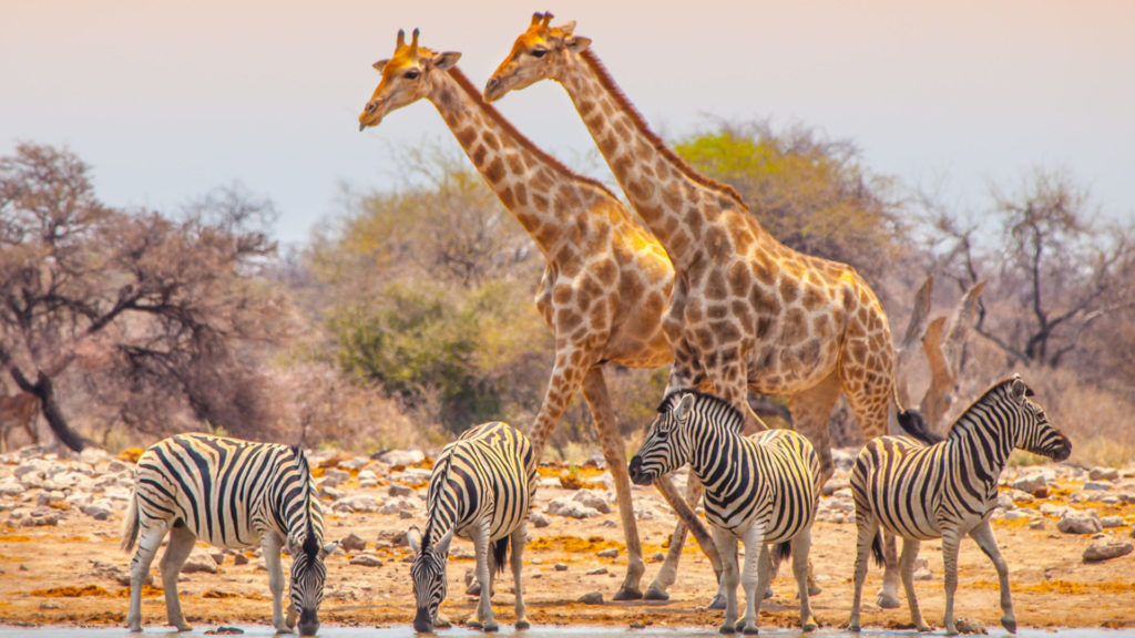 Giraffes and zebras at waterhole in Etosha National Park