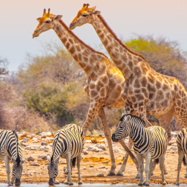 Giraffes and zebras at waterhole in Etosha National Park