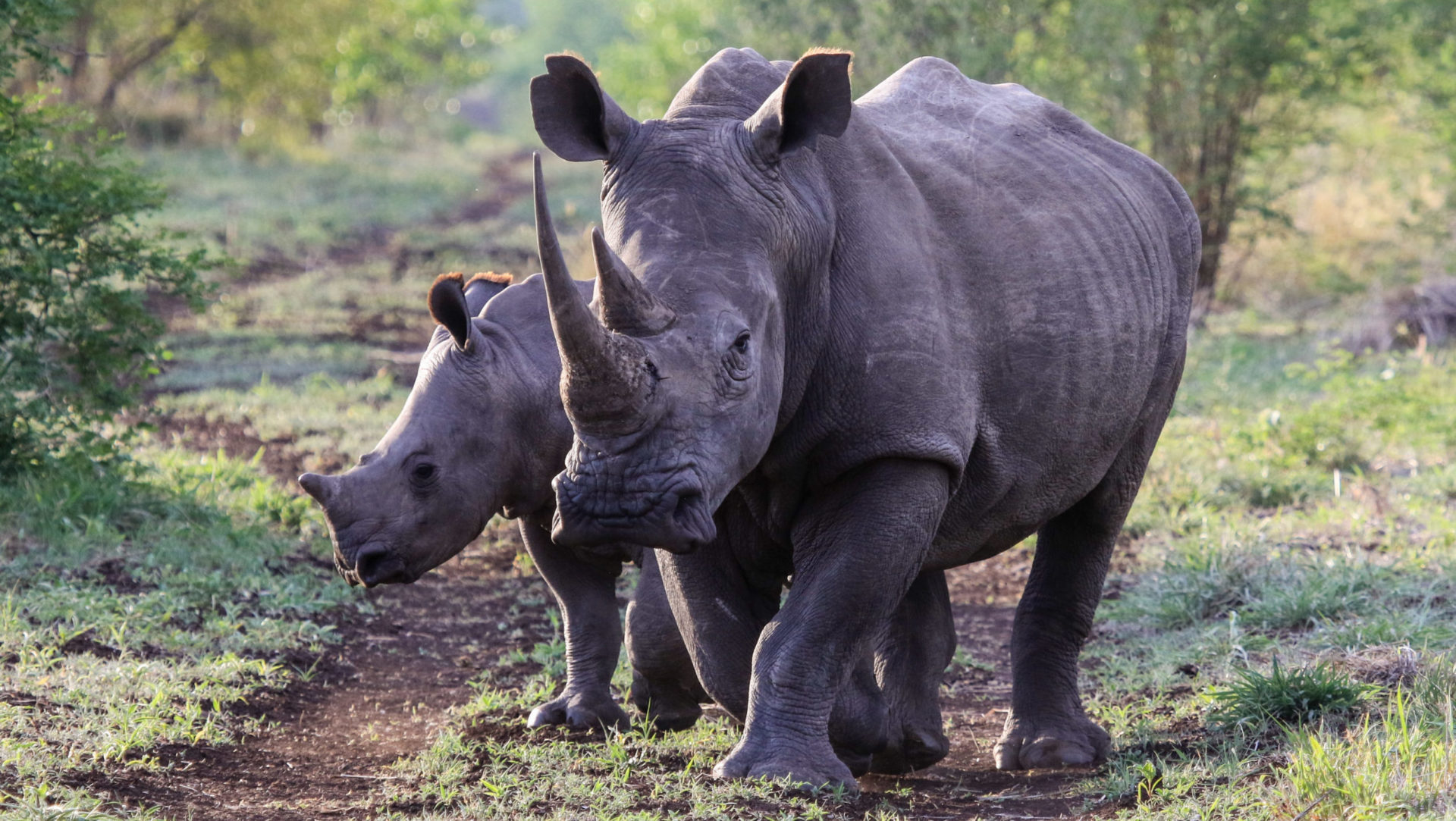 The white rhinos of Hwange National Park