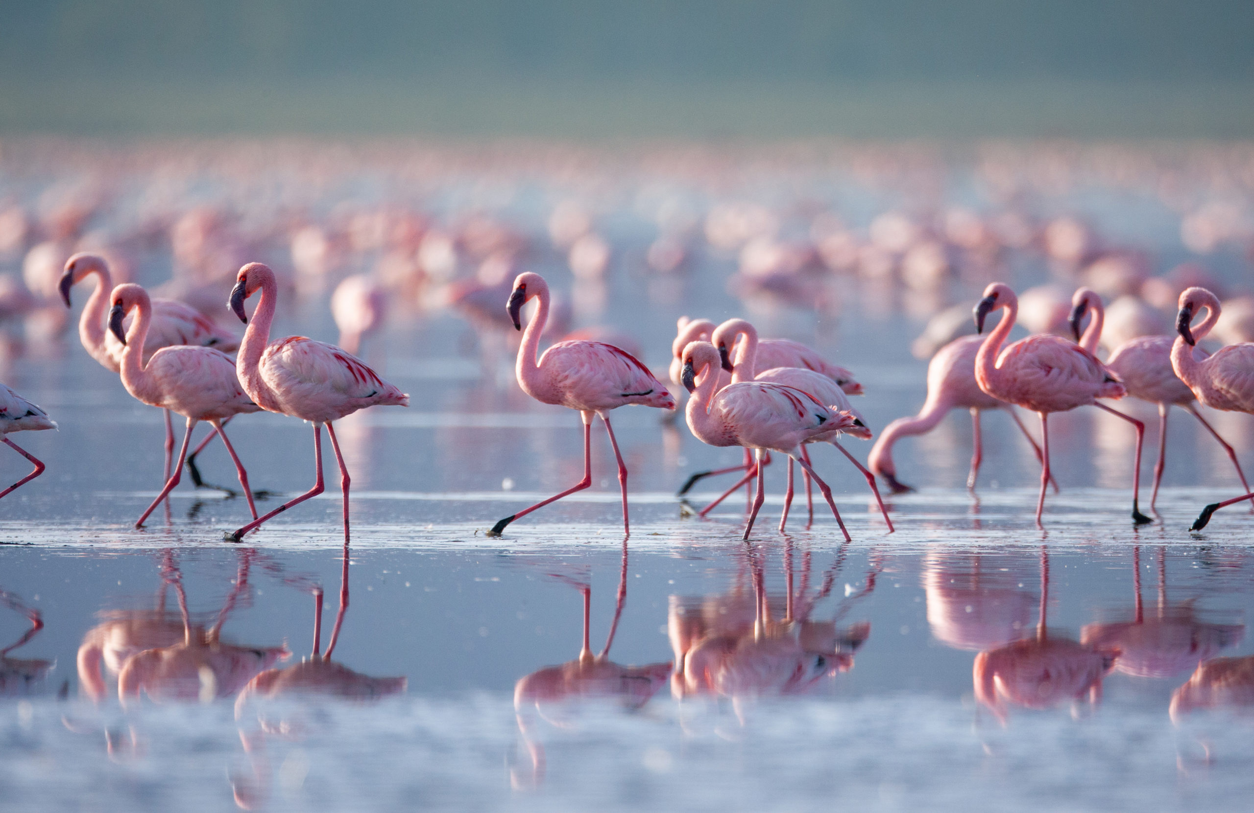 Beautiful flamingoes on Lake Nakuru