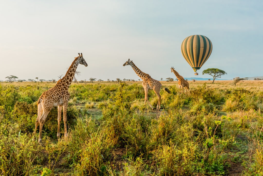 Hot air balloons and giraffes, Tanzania