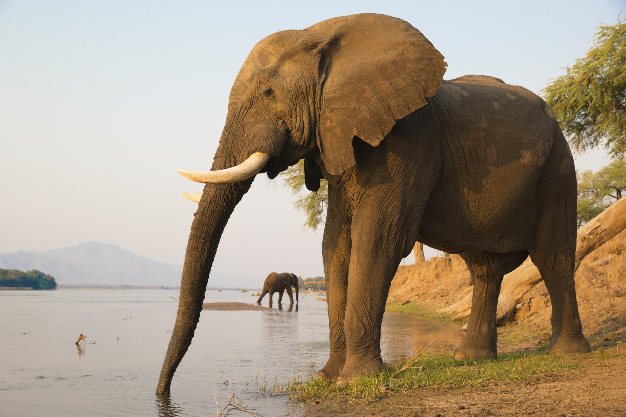 Elephants on the Zambezi River, Zimbabwe