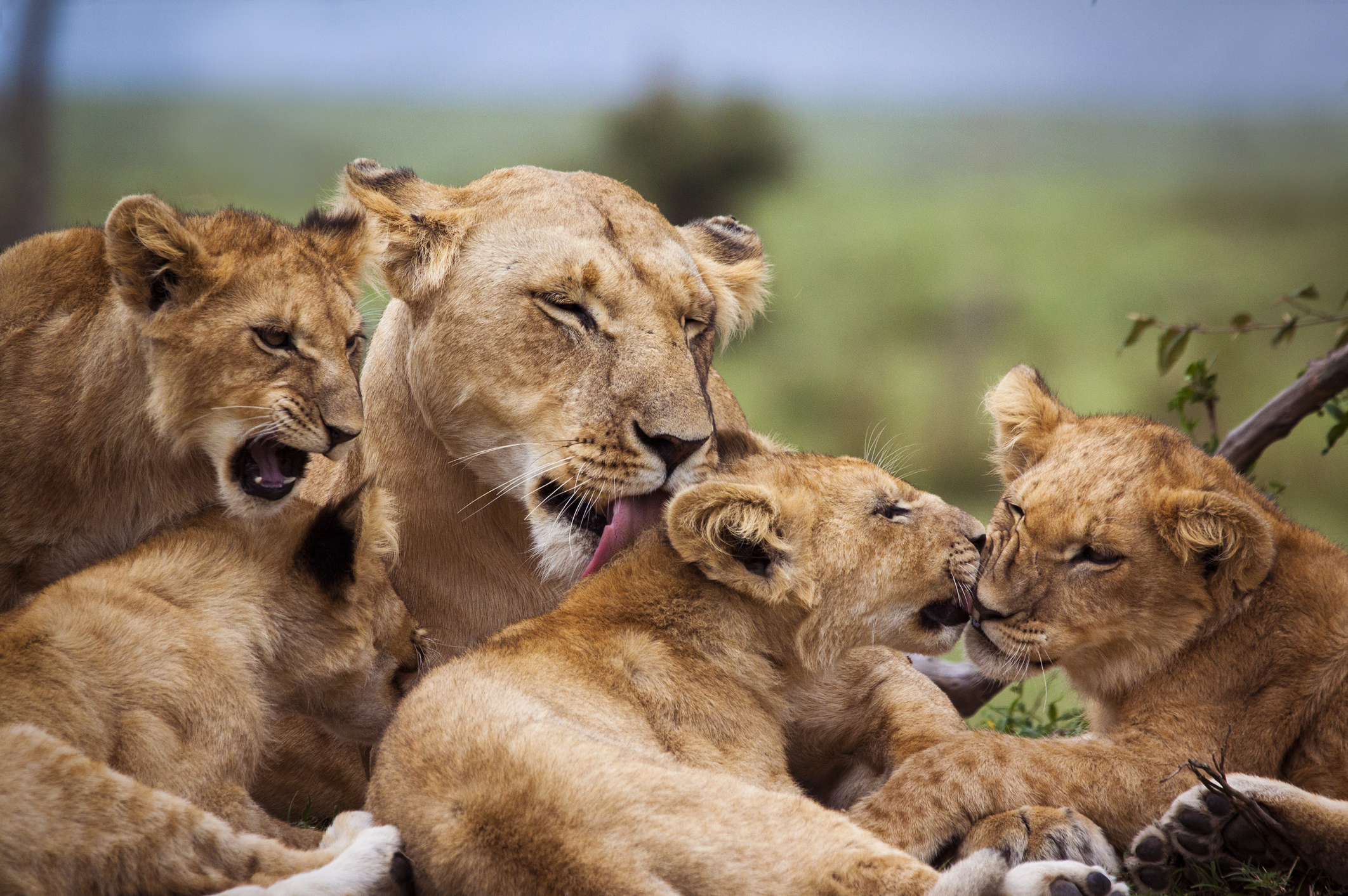 Mother and lion cubs in Kenya