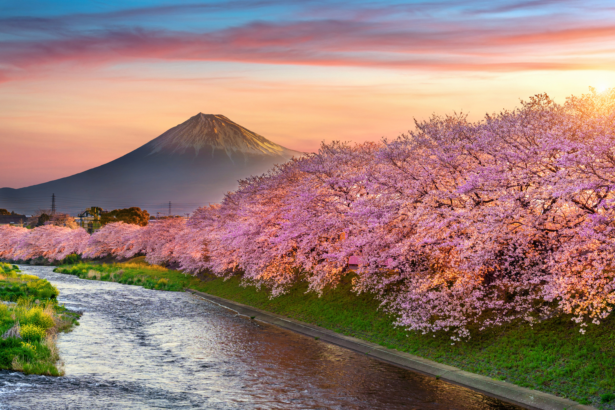 Cherry blossoms and Fuji mountain in Shizuoka, Japan