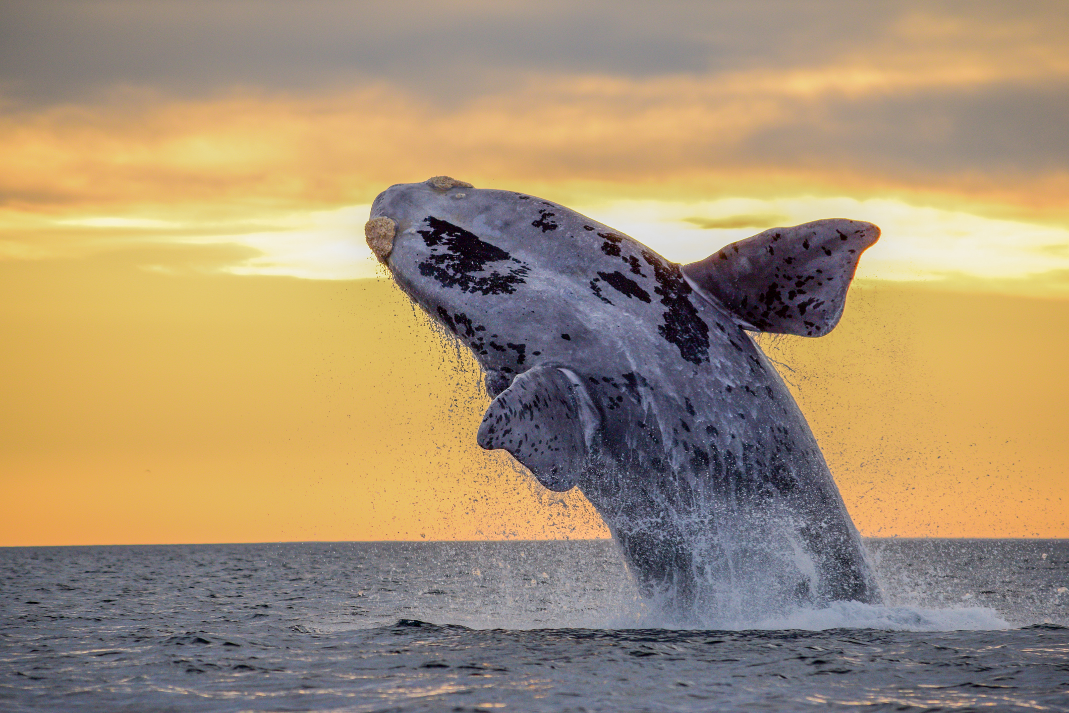Southern Right Whale jumping out of the water