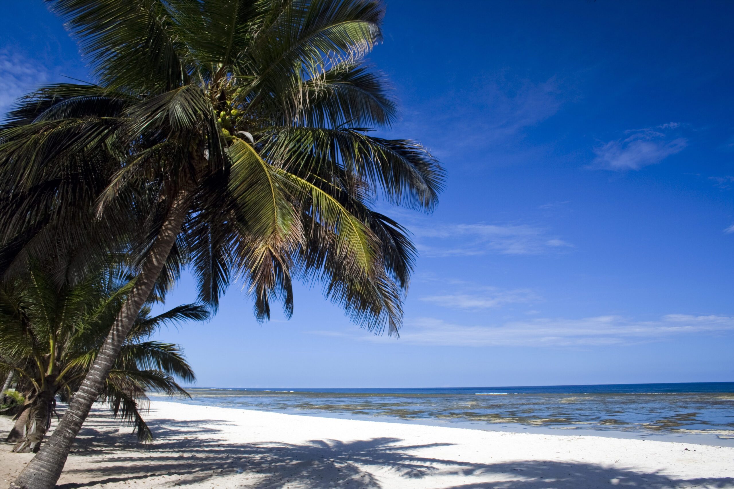 White sandy beach lined with palm trees
