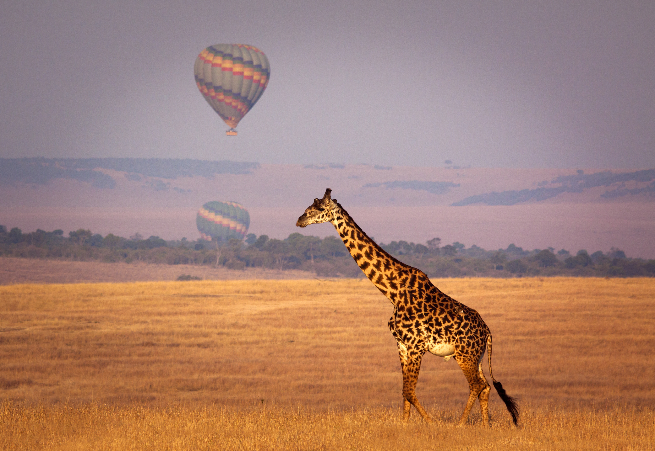 Hot air balloon safari in the Maasai Mara, Kenya