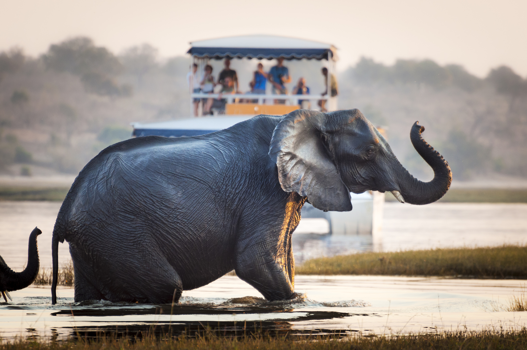 Elephant on a water safari in Botswana
