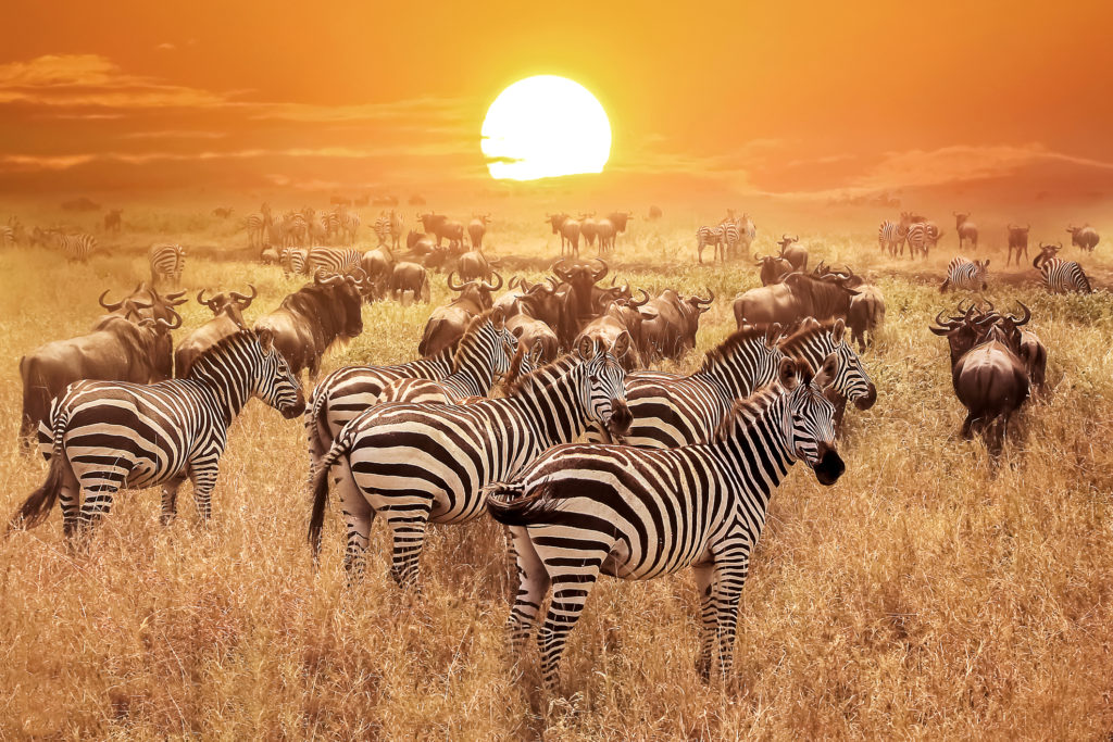 Zebras at sunset in the Serengeti National Park. Africa. Tanzania