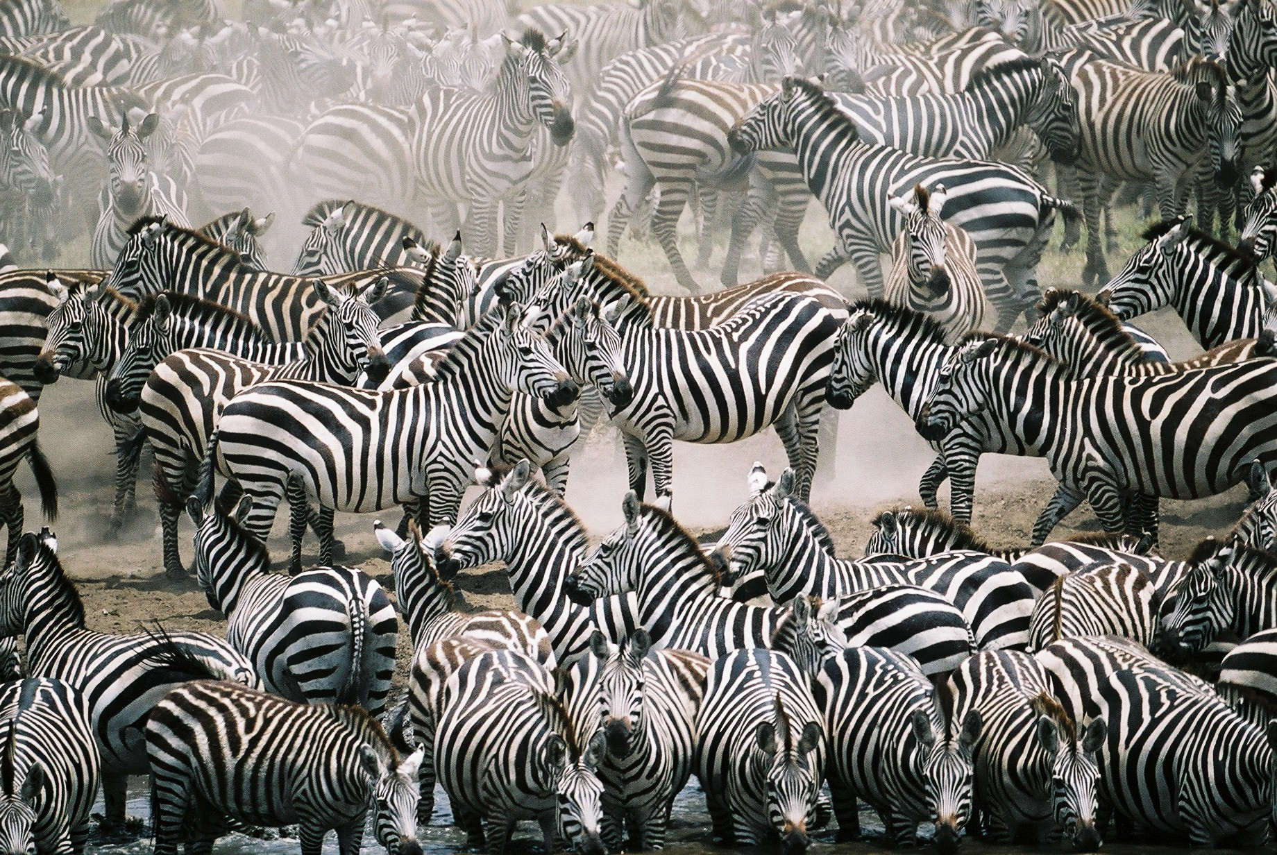 Migrating zebras in Africa