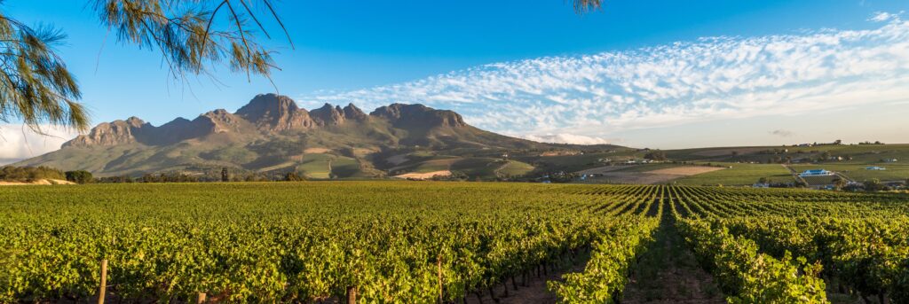 South Africa vineyards
