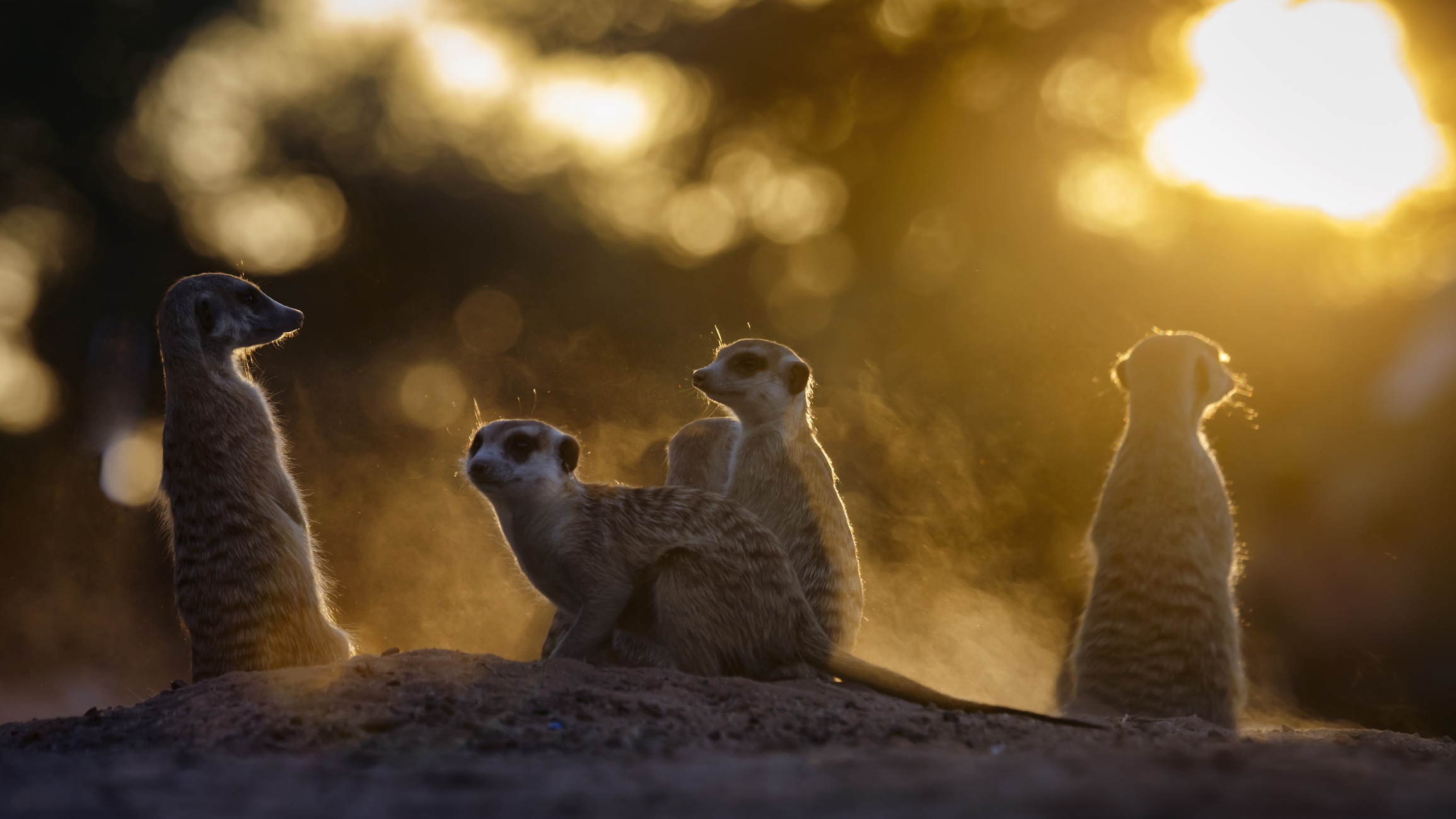 Meerkat family emerging from the burrow at sunrise